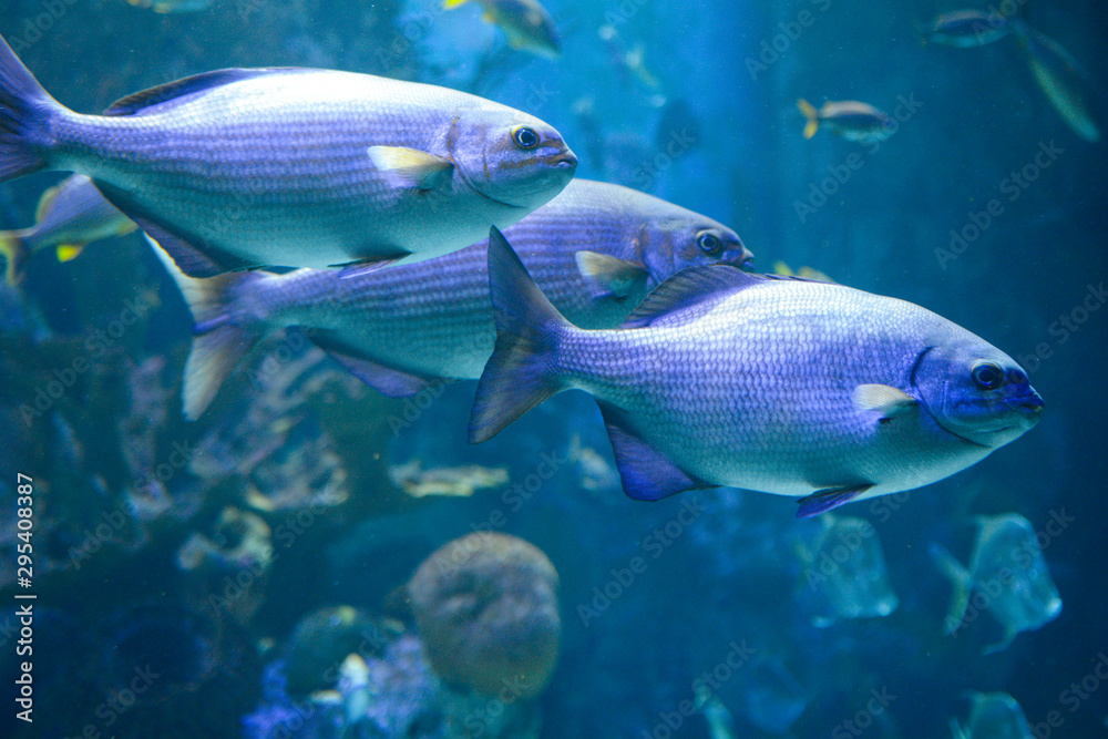 Naklejka premium Fish