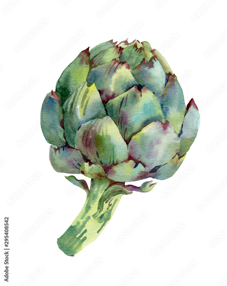Obraz premium Green artichoke. Hand drawn watercolor botanical illustration. Isolated on white background