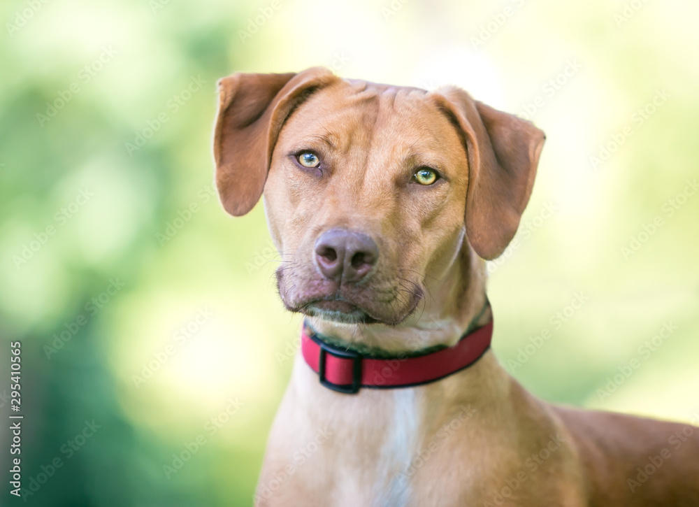 A Vizsla mixed breed dog outdoors wearing a red collar