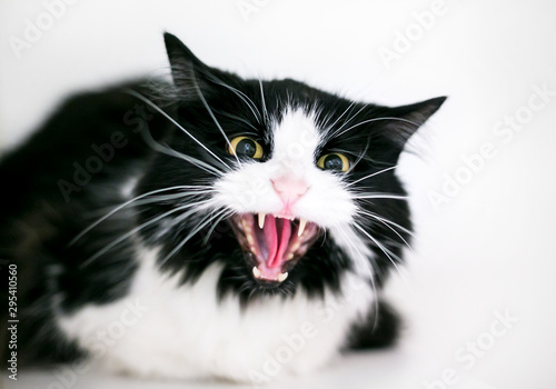 Принти на полотні An angry black and white domestic medium haired cat hissing