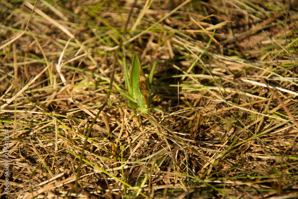 Grasshopper in the summer grass. Grasshopper in the summer grass.