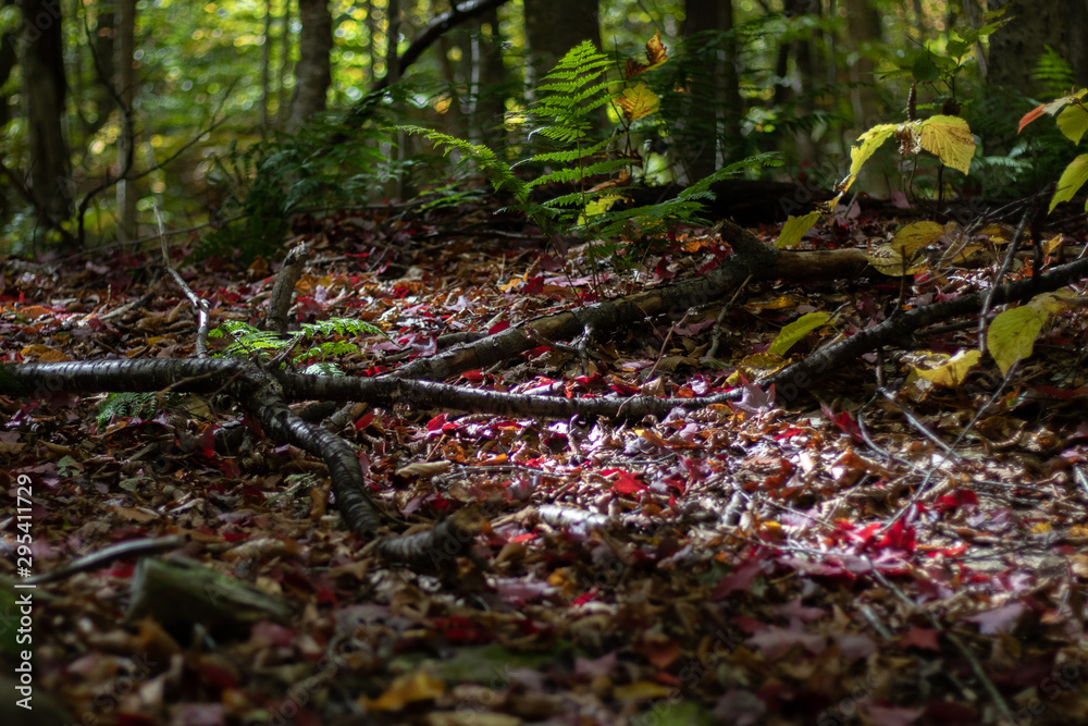 autumn in the forest autumn in the forest