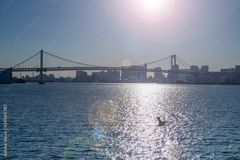 晴海ふ頭から見た東京湾に夕日の中飛ぶユリカモメ