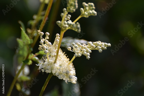 elderflower