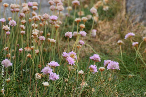 wildflower