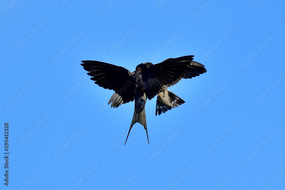 Obraz premium 青空バックにツバメの空中給餌シーン