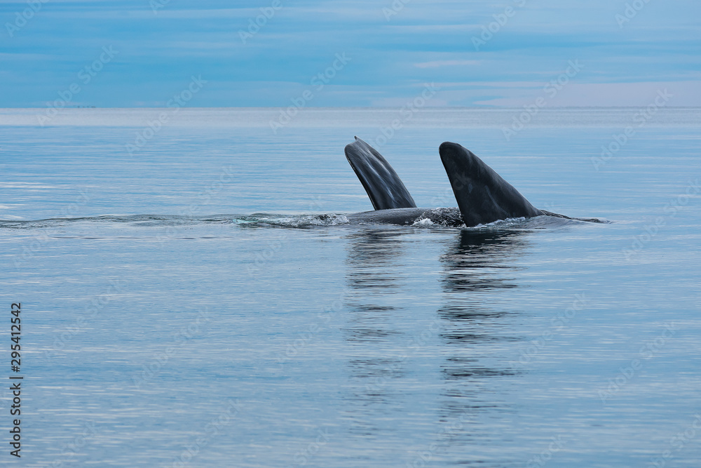 Naklejka premium Aletas de ballena franca