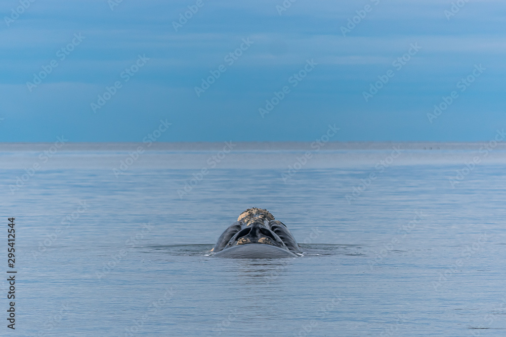 Fototapeta premium ballena cabeza