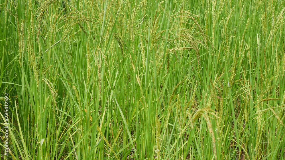 Obraz premium Green rice in Thailand argiculture concept.