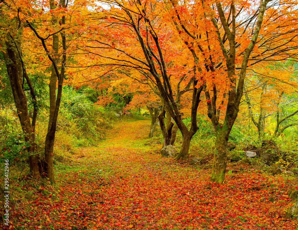 Naklejka premium 写真素材:岡山県、紅葉、もみじ、たたら記念館、越畑ふるさと村