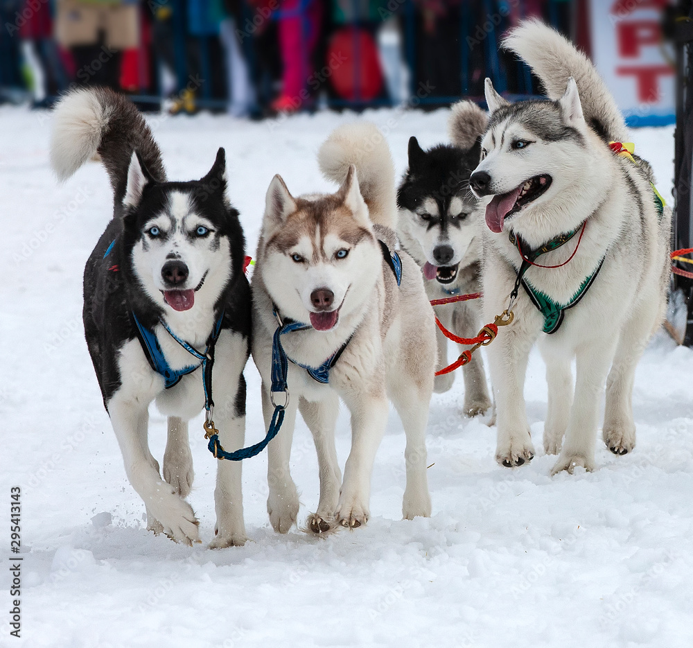 portrait of a husky-drawn on the competition before the start portrait of a husky-drawn on the competition before the start