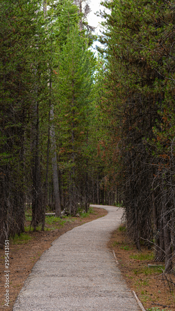 The Path Ahead, leading through he forest to the future. The Path Ahead, leading through he forest to the future.