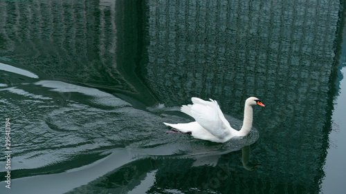 Fototapeta Naklejka Na Ścianę i Meble -  白鳥