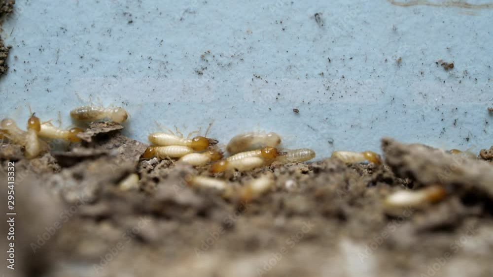 termite walking on floor