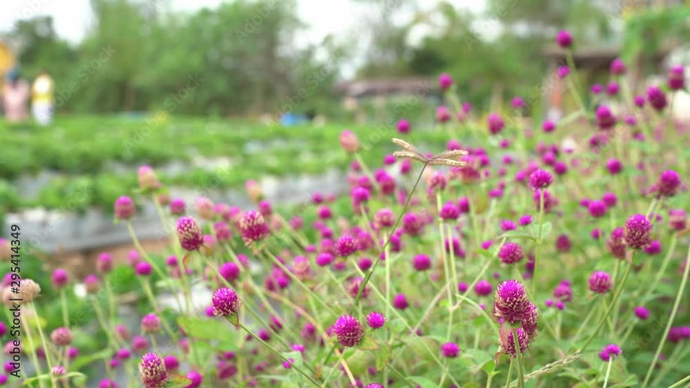 Pink Globe Amaranth or Bachelor Button flower in the garden Pink Globe Amaranth or Bachelor Button flower in the garden