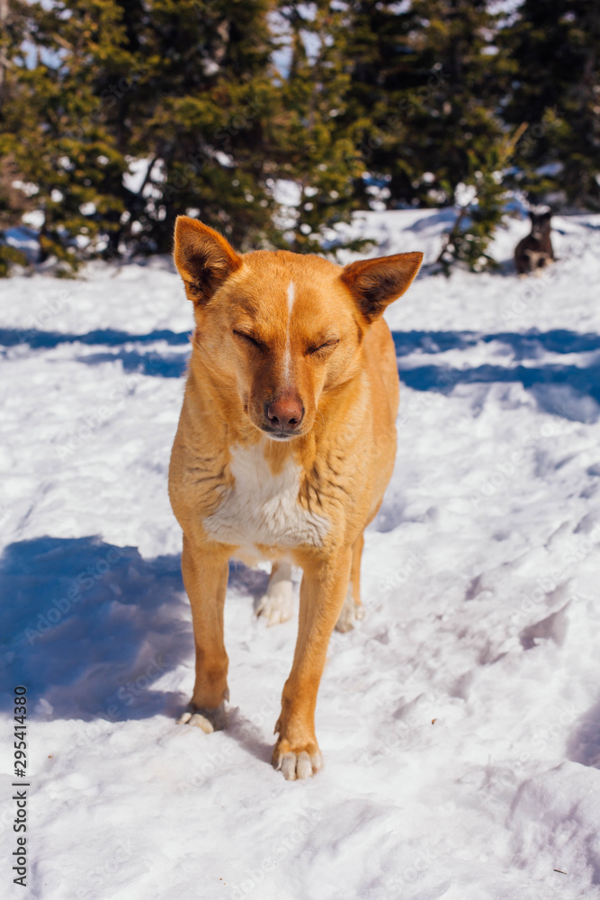 Red dog on snow in a bright day Red dog on snow in a bright day