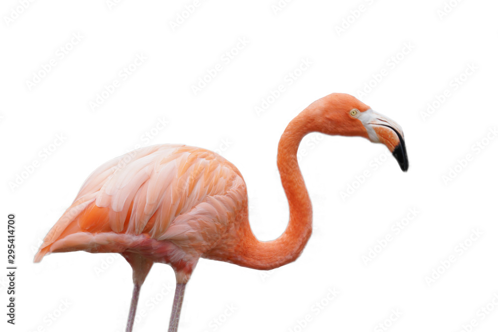 Fototapeta premium A Flamingo (trimmed)