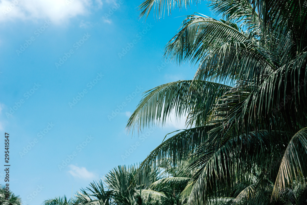 Horizontal shot of tropical garden with palm trees. Thailand hosts a rich palm flora, comprising more than 161 native species. Nature and trees concept. Horizontal shot of tropical garden with palm trees. Thailand hosts a rich palm flora, comprising more than 161 native species. Nature and trees concept.