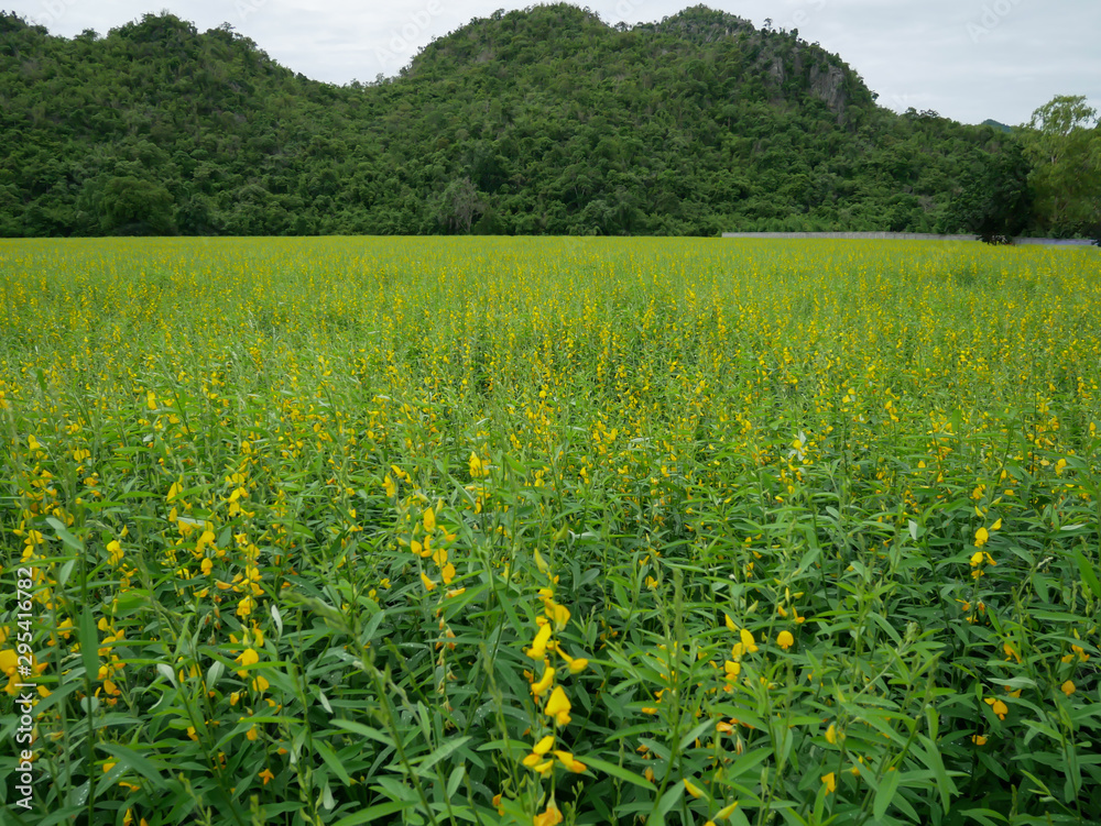Yellow sun hemp or crotalaria juncea or pummelo flower with blue sky and white clouds in the farm. Yellow sun hemp or crotalaria juncea or pummelo flower with blue sky and white clouds in the farm.