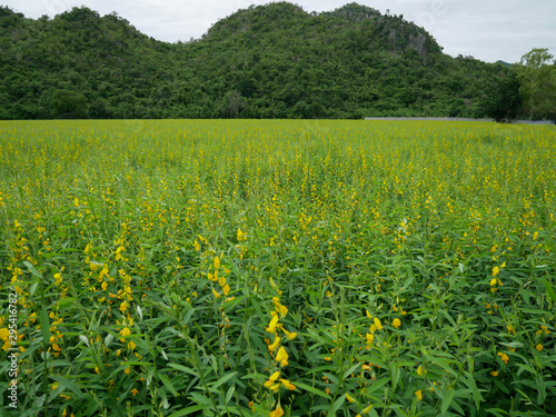 Yellow sun hemp or crotalaria juncea or pummelo flower with blue sky and white clouds in the farm.