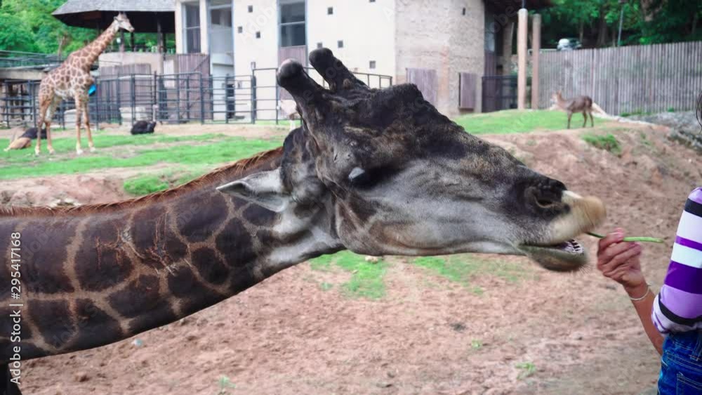 Eating giraffe's food In an open zoo Eating giraffe's food In an open zoo