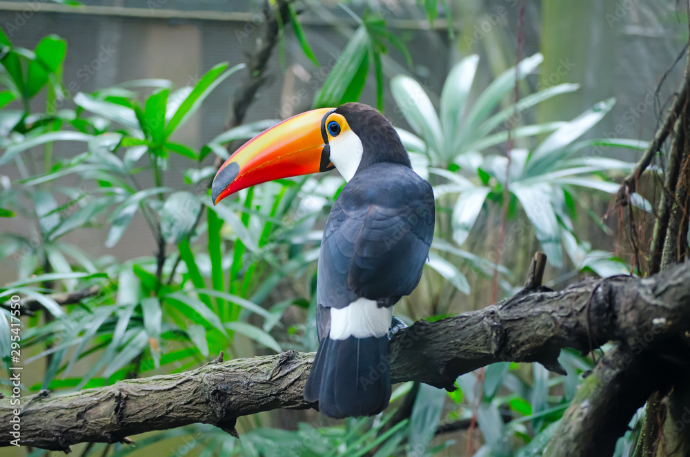 Toucan Toucan