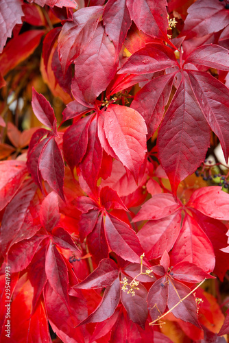 red wild wine leaves