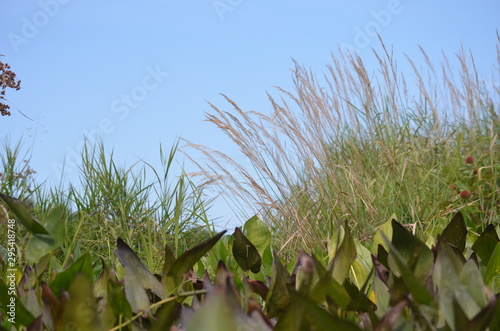 tall river grass