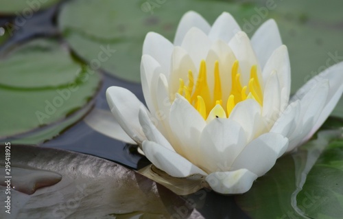 water lily