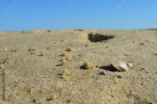 sandy seashell