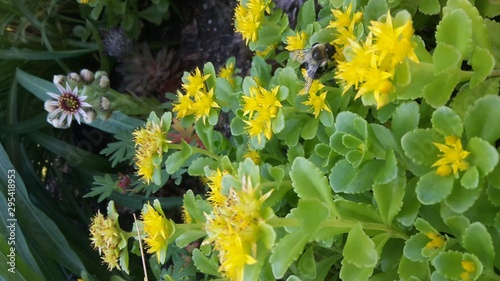 sedum garden