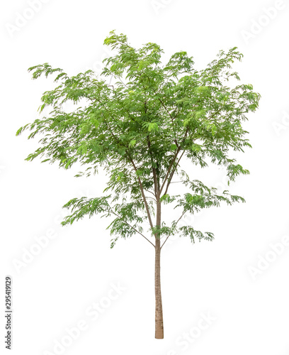 Green Tree isolated on white background