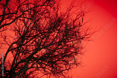 Halloween dead tree branches and orange moonlight background.
