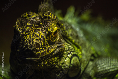 close up bright green iguana looking at the camera