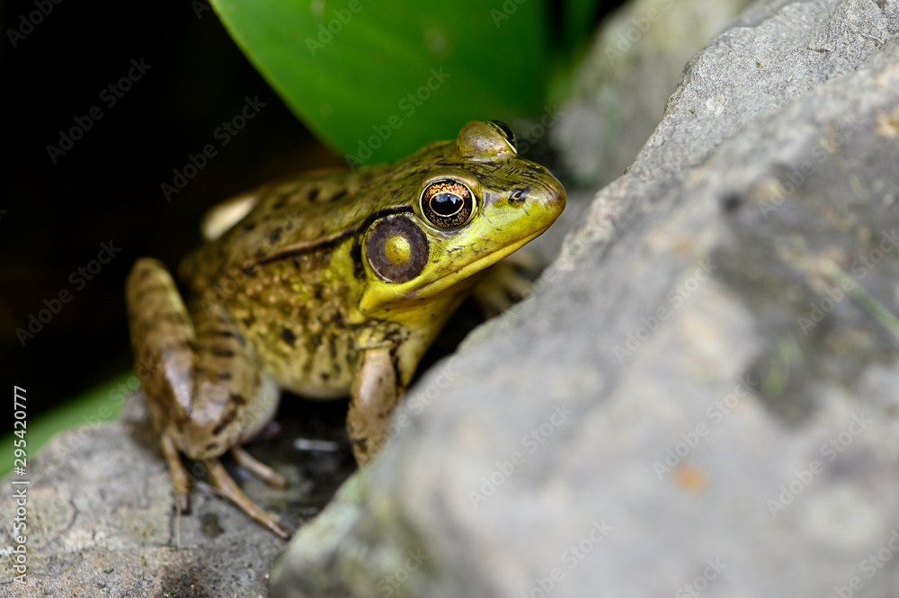 Fototapeta premium Frog