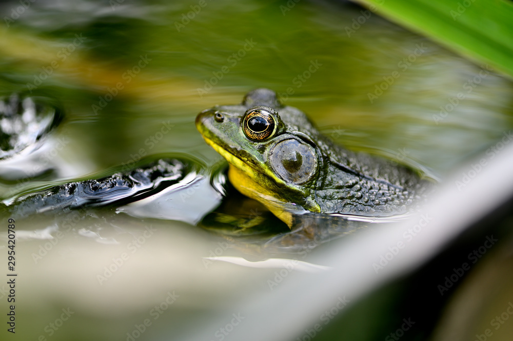 Obraz premium Frog