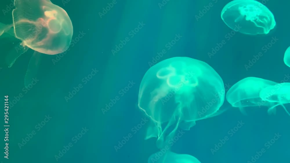 Group of jellyfish swims in the aquarium pool. Aurelia eared. Transparent jellyfish move underwater and are beautifully lit. Sea life background.