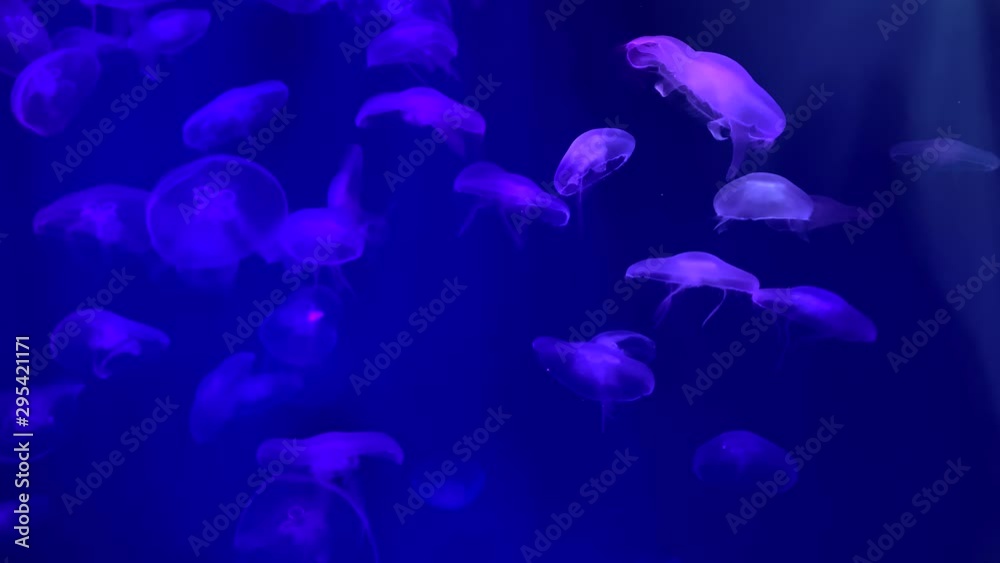 Jellyfish swims in the aquarium pool. Transparent jellyfish move underwater. Sea life background. Aurelia eared. Jellyfish swims in the aquarium pool. Transparent jellyfish move underwater. Sea life background. Aurelia eared.