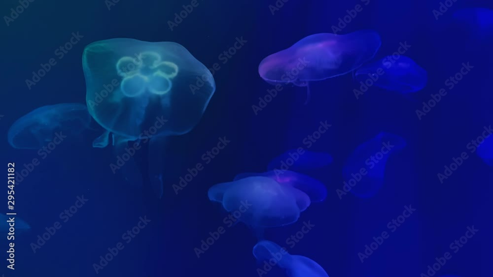 Jellyfish swims in the aquarium pool. Transparent jellyfish move underwater. Sea life background. Aurelia eared. Jellyfish swims in the aquarium pool. Transparent jellyfish move underwater. Sea life background. Aurelia eared.
