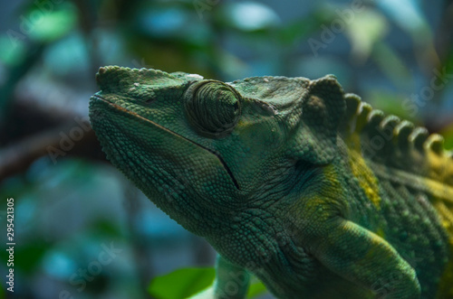 Chameleon