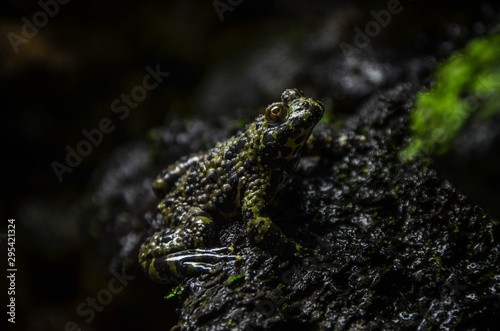 Green Frog