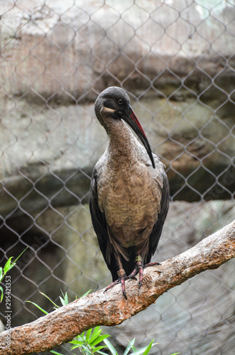 Looking bird