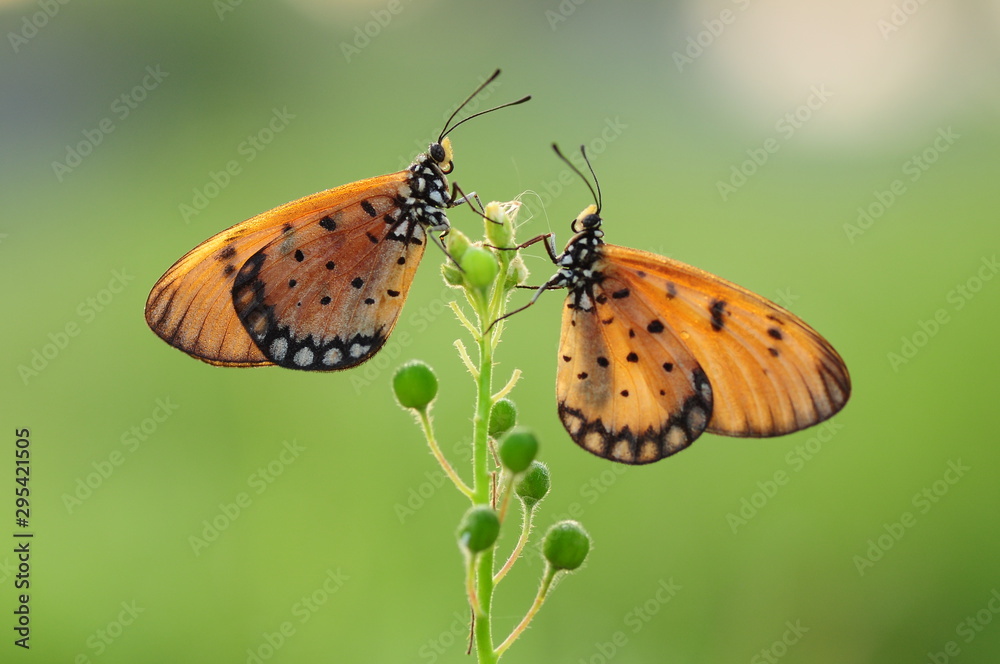 Obraz premium Yellow Butterfly