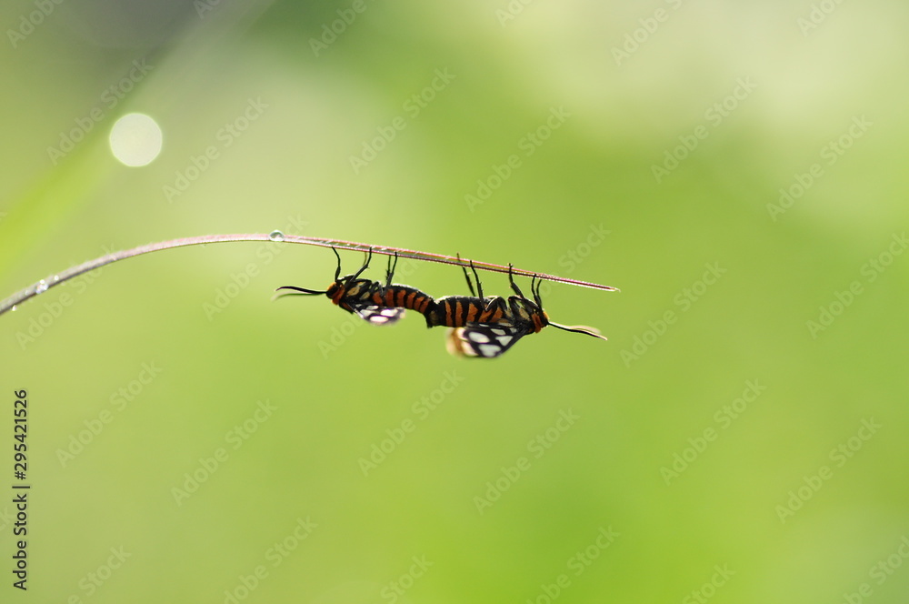 Naklejka premium Butterfly matting