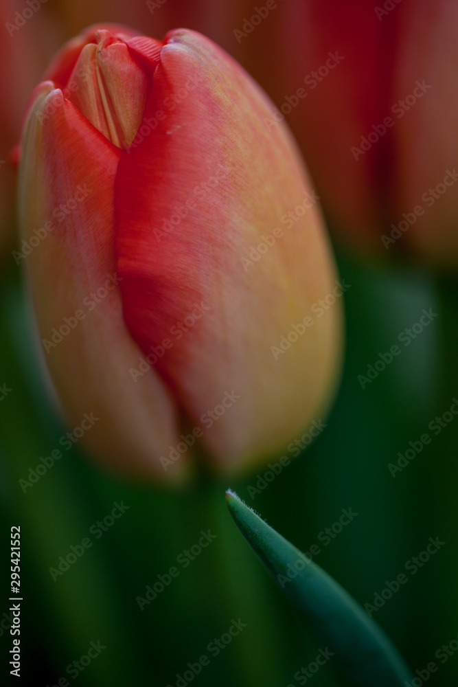 Fototapeta premium details of a tulip blooming in yellow and red