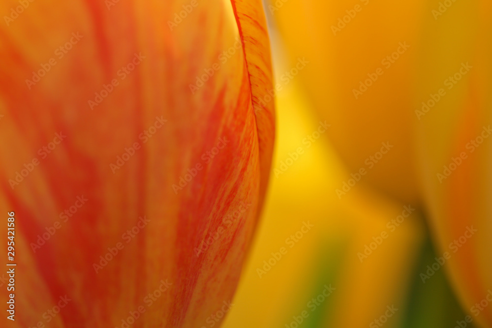 details of a tulip blooming in yellow and red