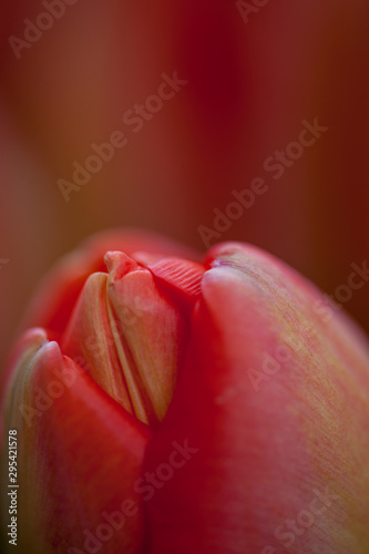 details of a tulip blooming in yellow and red