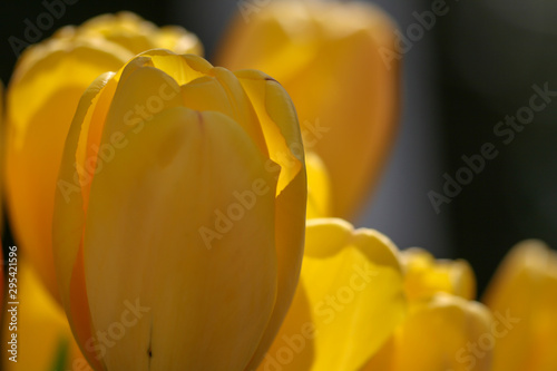 details of a yellow blooming tulip in backlight