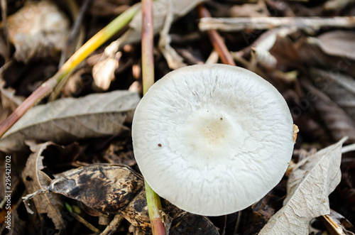 Top Of Mushroom photo