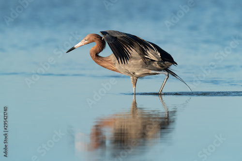 A Reddish Egret and its refection.